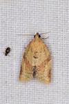 Clepsis consimilana