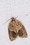 Clepsis dumicolana