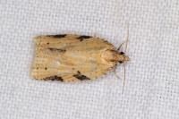 Clepsis spectrana