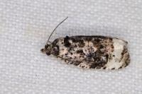 Endothenia gr. gentianaeana