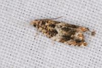 Epinotia abbreviana