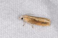 Eucosma obumbratana