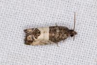 Spilonota ocellana