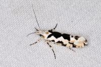 Ypsolopha sequella