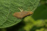 Crassa unitella