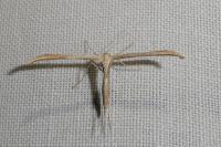 Emmelina monodactyla
