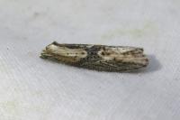 Doloploca punctulana