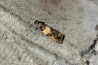 Celypha aurofasciana