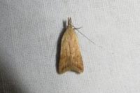 Dichomeris acuminata