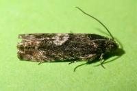 Pammene giganteana