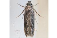 Carpatolechia decorella