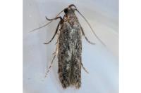 Carpatolechia decorella