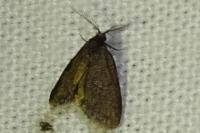 Psyche casta