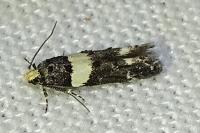 Recurvaria leucatella