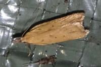Dichomeris limosella