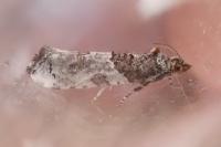 Phaneta pauperana