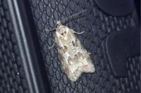 Cnephasia