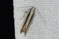 Mirificarma interrupta