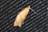Clepsis consimilana