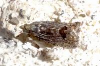 Cydia fagiglandana/splendana