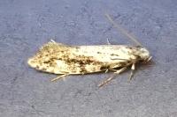 Nemapogon gliriellus