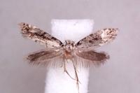 Nemapogon gliriellus