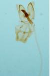 Nemapogon gliriellus
