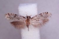 Nemapogon gliriellus