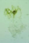 Nemapogon gliriellus