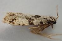 Nemapogon inconditellus