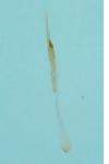 Nemapogon inconditellus