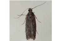 Carpatolechia decorella