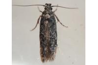 Carpatolechia decorella
