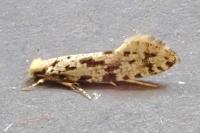 Nemapogon inconditellus