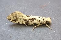 Nemapogon inconditellus