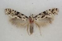 Nemapogon inconditellus