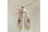 Agonopterix alstroemeriana