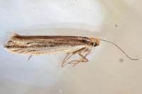 Ypsolopha ustella