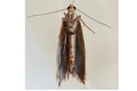 Ypsolopha ustella