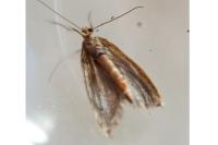 Ypsolopha ustella