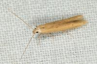 Batrachedra parvulipunctella