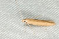 Batrachedra parvulipunctella