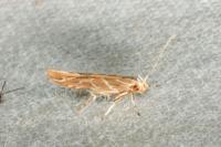Pyroderces argyrogrammos