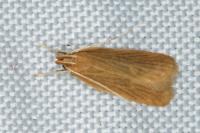 Helcystogramma rufescens