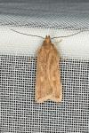 Helcystogramma triannulella