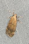 Pexicopia malvella