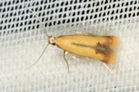 Coptotriche marginea