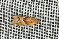 Ancylis comptana