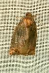Archips podana