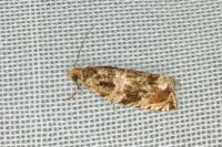 Celypha cespitana